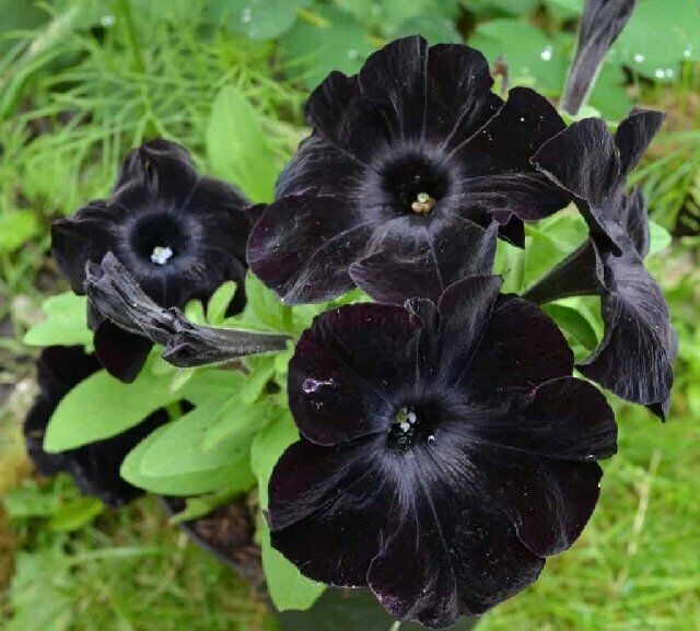 Black Phalaenopsis Flower Seeds - Heirloom Non GMO Premium Garden Seeds for Planting