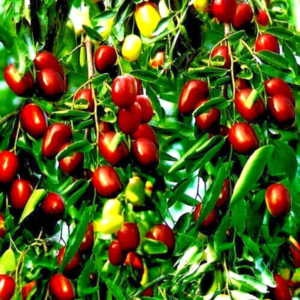 red ziziphus jujuba fruit for planting sweet jujube trees heirloom non gmo Fruit seeds