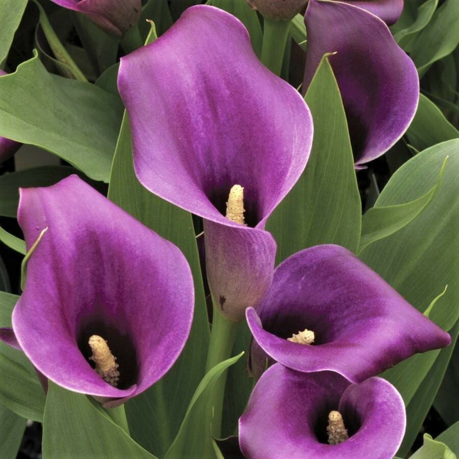 Purple Calla Lily Flower Seeds