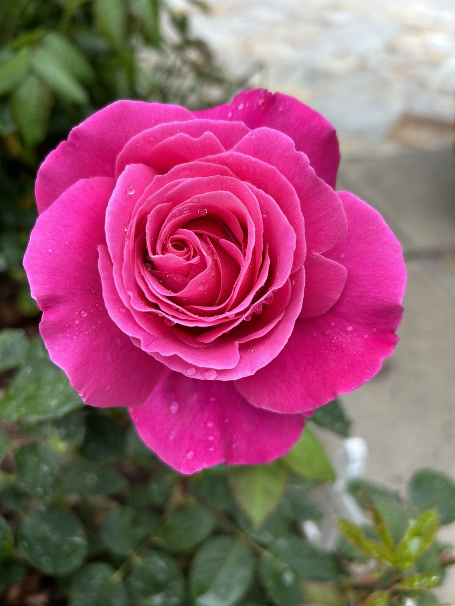 Dark Pink Rose Flower Seeds - Heirloom Non GMO High Germination Premium Garden Seeds for Planting