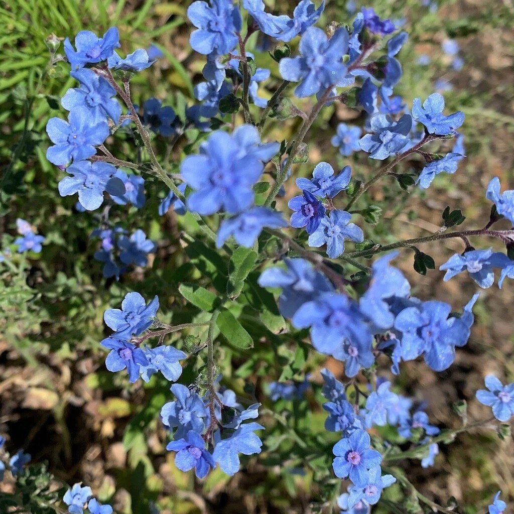 Chinese got Me Not Cynoglossum Amabile