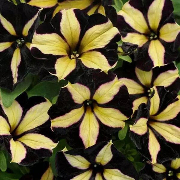 Yellow Black Petunia Flower Seeds
