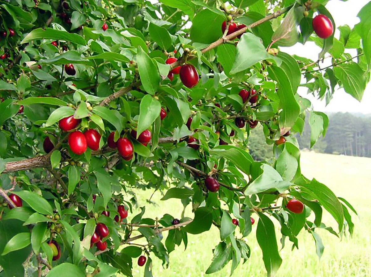cornelian cherry dogwood cornus mas tree high organic Fruit Seeds organic garden seeds
