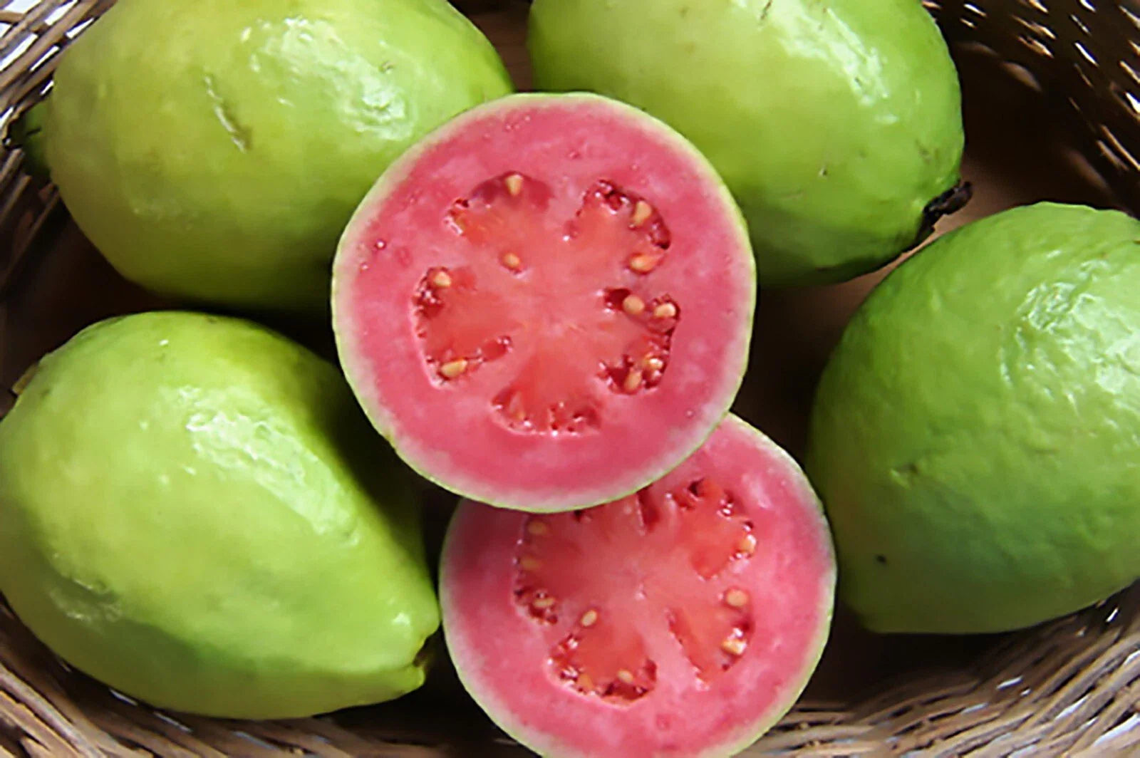guava psidium guajava tree high organic Fruit Seeds organic garden seeds