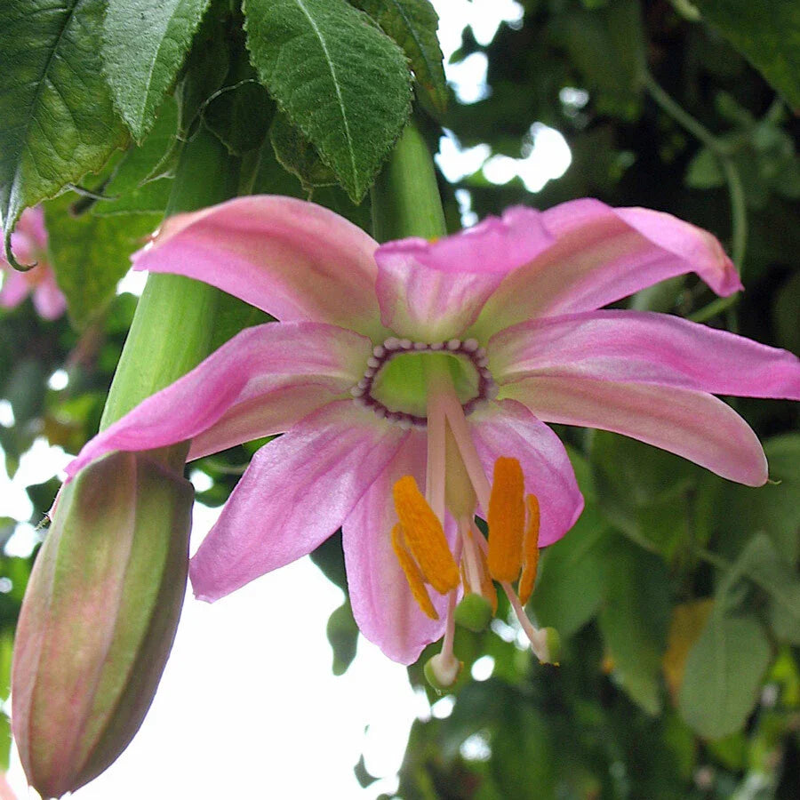 banana passion fruit passiflora mollisima vine high organic Fruit Seeds organic garden seeds
