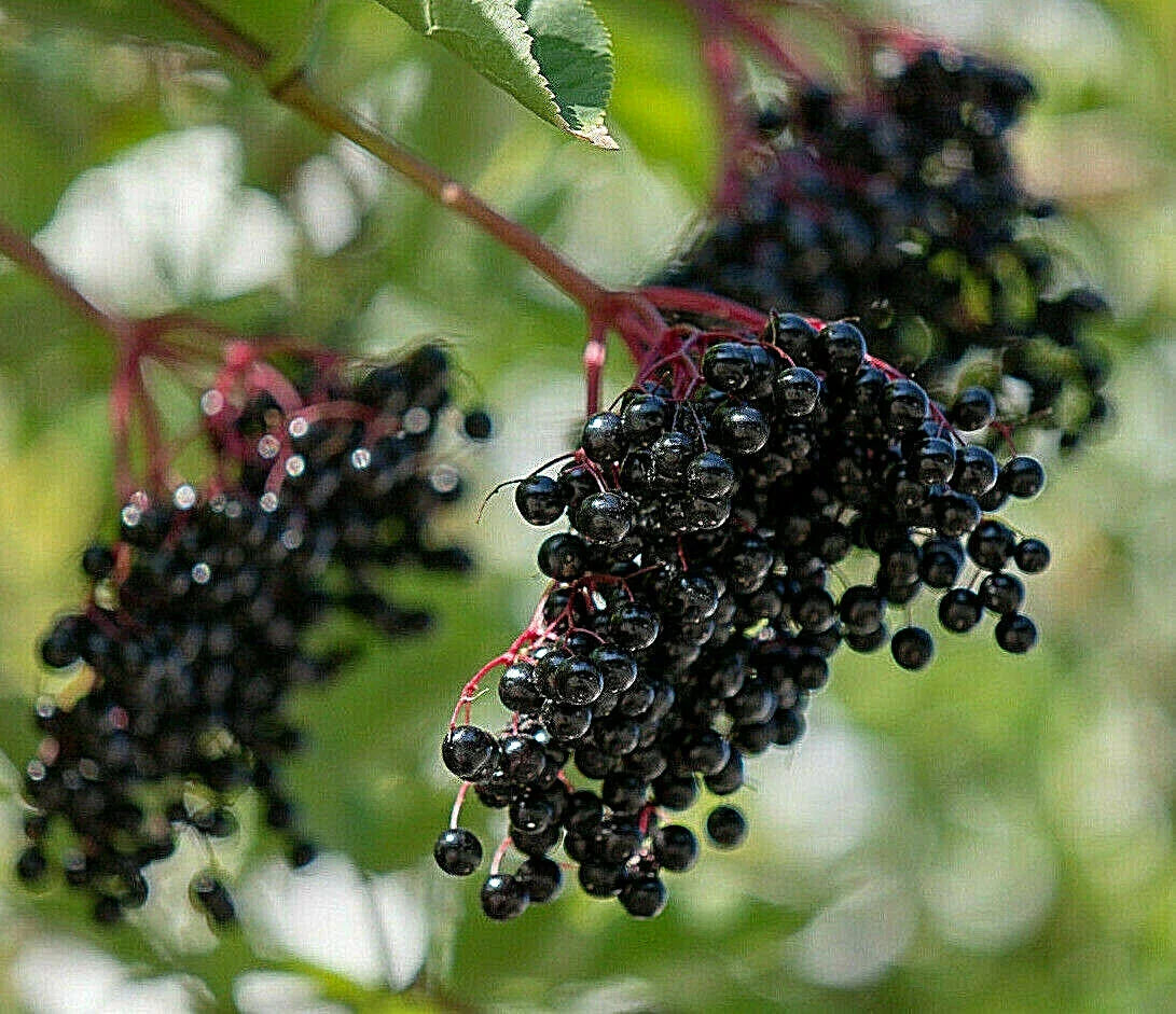 european black elderberry sambucus nigra medicinal tree seller high organic Fruit Seeds organic garden seeds