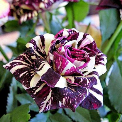 Dragon Rose Flower Seeds