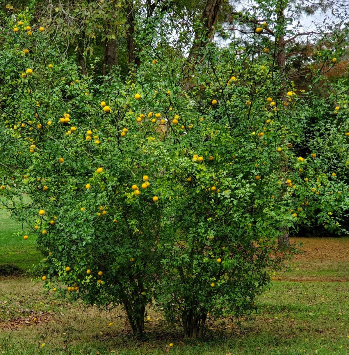 hardy orange trifoliate grow grafting clearance high organic Fruit Seeds organic garden seeds