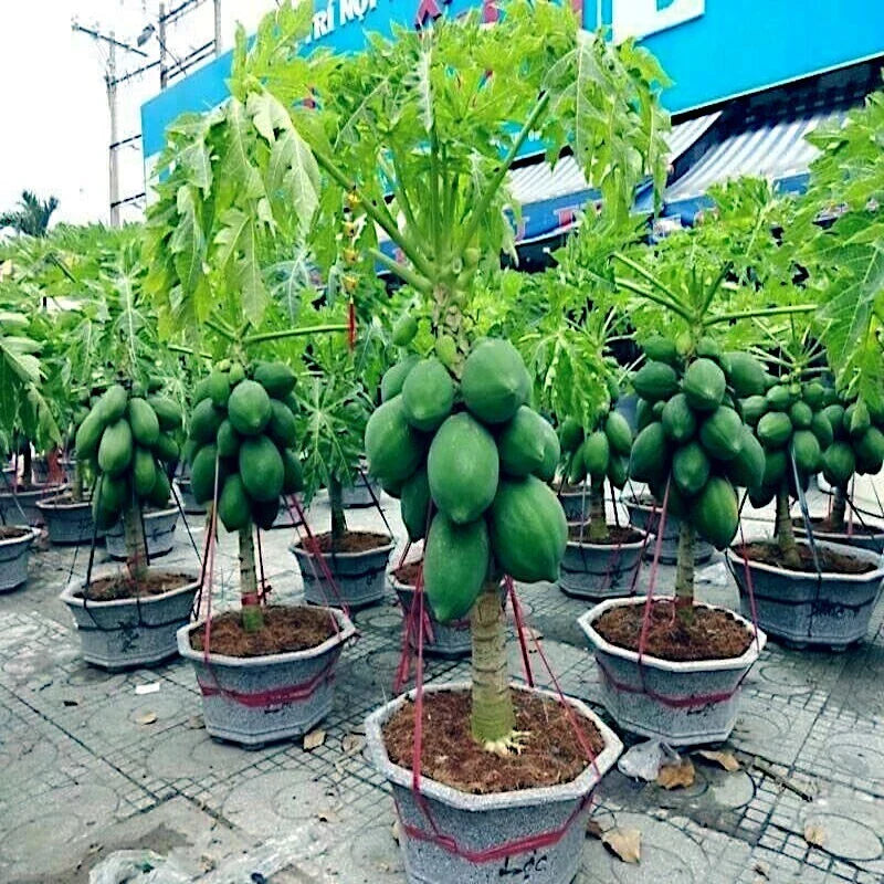 dwarf solo waimanalo carica papaya fruit tree houseplant high organic Fruit Seeds organic garden seeds