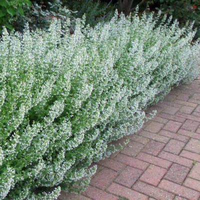 White Common Catmint