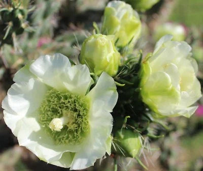 White Cholla Imbricata Cold Hardy Shrub Cactus Rare Flowers
