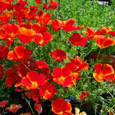 Red Chief Calinia Poppy