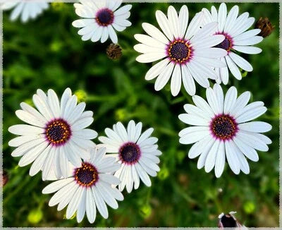 White Blue Cape Daisy