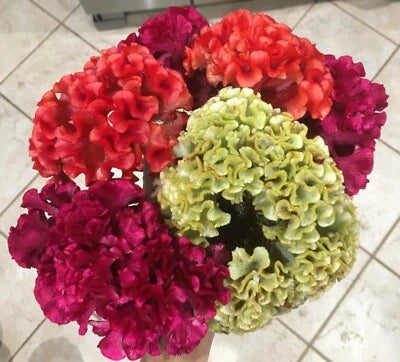 Celosia Cristata Mix Cockscomb Organic Free Sh