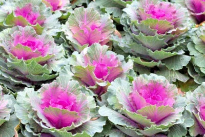 Red Russian Kale Sale Non Gmo