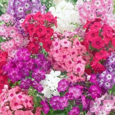 Phlox Dwarf Mix Tall Rock Gardens Spring Blooms