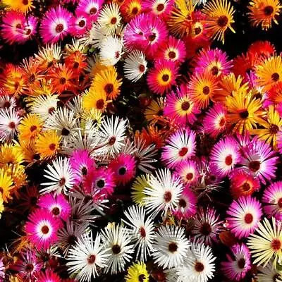 Daisy Ice Plant Livingstone Mix Dwarf Groundcover Drought Tolerant