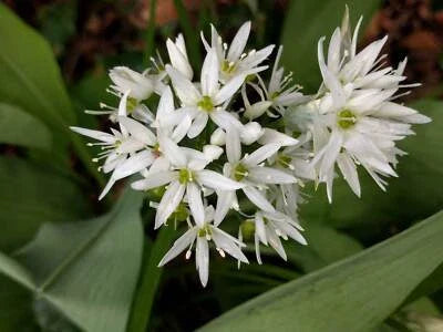 Allium Ursinum