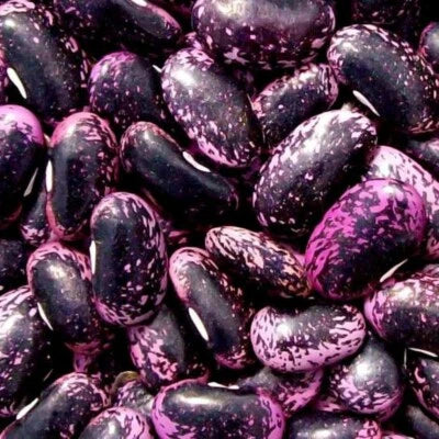 Scarlet Runner Bean