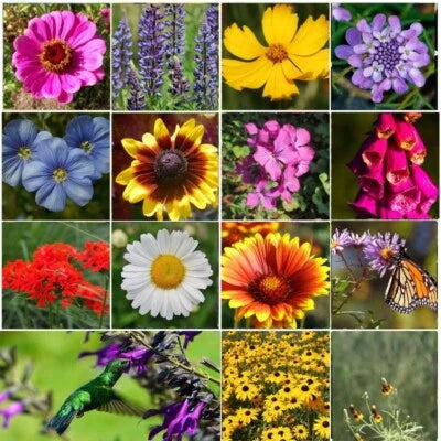 All Perennial Wild Flower Mix Pollinator Food Garden
