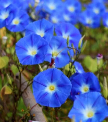 Blue Heavenly Morning Glory