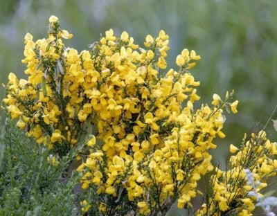 Cytisus Gypsy Scotch Broom Perennial