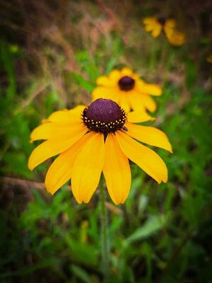 Black Rudbeckia Eye Susan