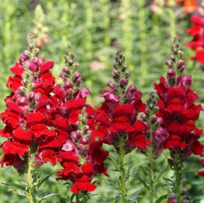 Red Snapdragon Defiance Cut Flowers Attracts Hummingbirds Usa Non Gmo