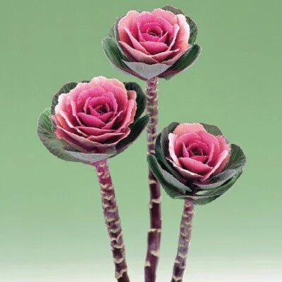 Pink Flowering Kale