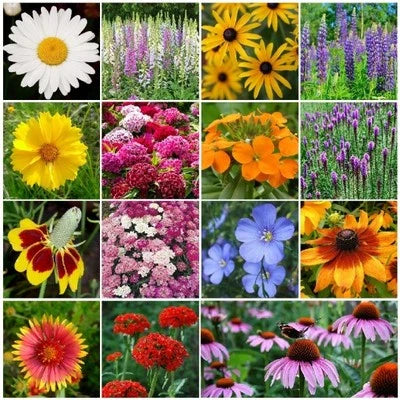 All Perennial Wildflower Mix Species Flowers Variety Packet Size Easy Grow