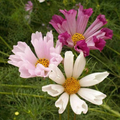Seashells Cosmos