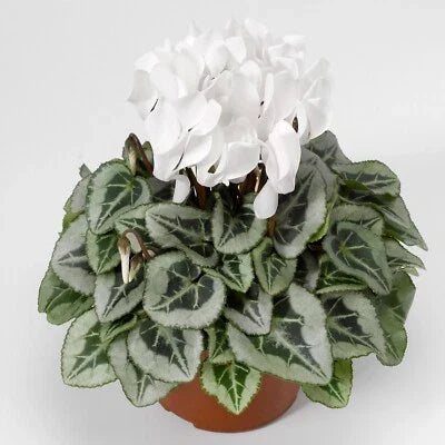 White Cyclamen