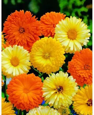 Calendula Pacific Beauty
