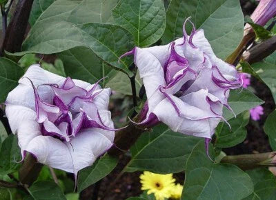 Blue Datura