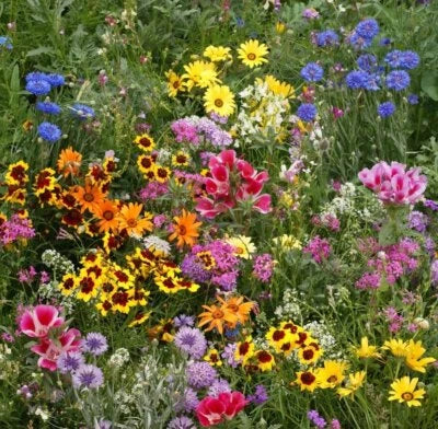 Late Bloomer Wildflower Mix