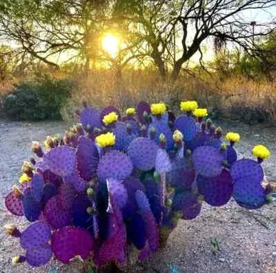 Purple Cactus