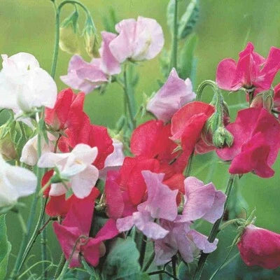 Royal Family Sweet Pea