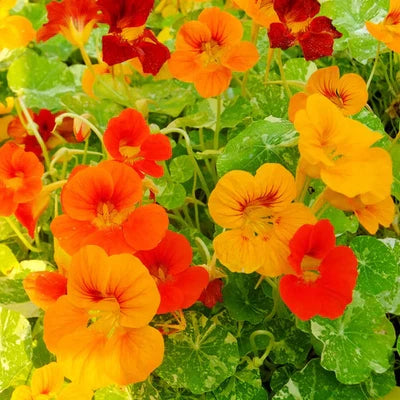 Alaska Nasturtium