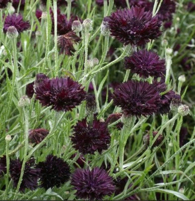 Black Purple Cornflower Bachelor Button Ball Cut Flowers Usa Non Gmo