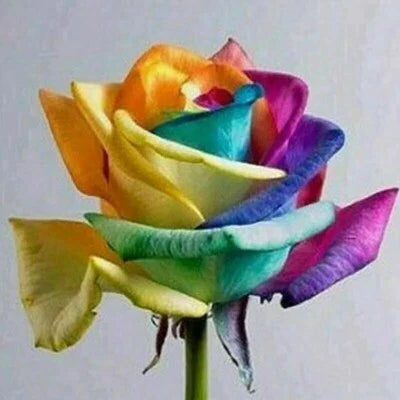 Rainbow Rose