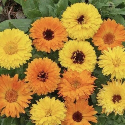 Calendula