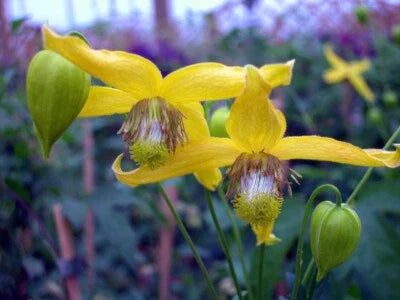 Radars Spectacular Show Of A Clematis In Full Bloom Love Queen Of Vines
