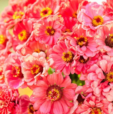 Zinnia Elegans Salmon Queen Calinia Giants Blooms Pollinators