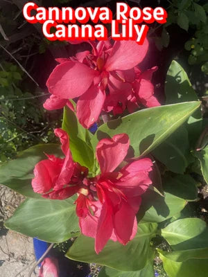 Canna Lily Starters Cannova Rose Canna Arizona Grown From