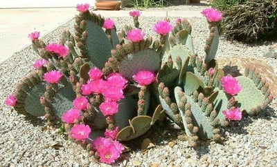 Opuntia Basilaris Beavertail Cactus