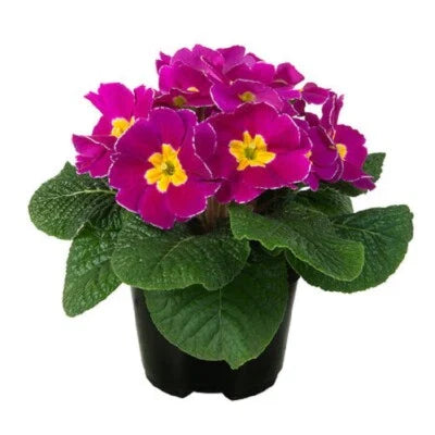 Primula