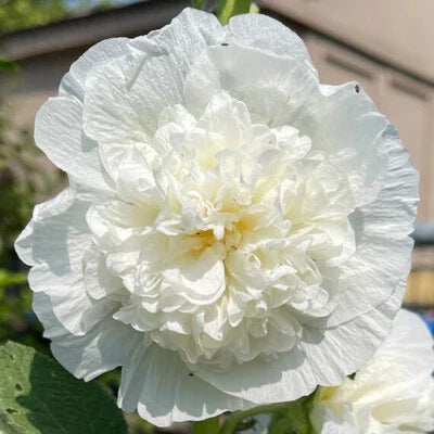 White White Chaters Double Hollyhock