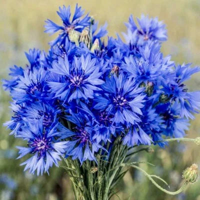 Cornflower