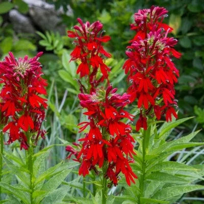 Red Cardinal Flower