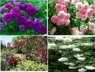 Red Pink Purple White Climbing Rose
